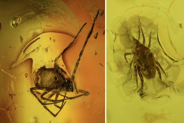 Fossil Spider (Araneae) And Mite (Arachnida) In Baltic Amber #109431
